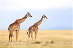 Giraffes (Giraffa camelopardalis) on the Maasai Mara National Reserve safari in southwestern Kenya.