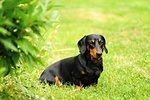 Nice little black dachshund photo shoot for the spring / summer garden