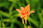 Beautiful orange lily flower on a green background