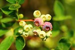 Unripe little green blueberry bushes in the garden with dew