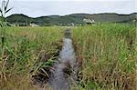 Wetland vegetation marshland reeds small river and distant mountain village.