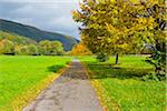 Lime Tree and Path in Autumn, Miltenberg, Spessart, Bavaria, Germany