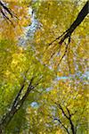 Beech Trees in Autumn Forest, Spessart, Bavaria, Germany