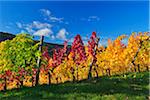 Vineyard in Autumn, Centgrafenberg, Burgstadt, Untermain, Spessart, Franconia, Bavaria, Germany