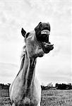 Grinning horse, Camargue, France