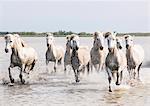 Camargue white horses galloping through water, Camargue, France