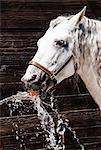 White horse, Camargue, France