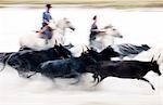 Black bulls of Camargue and their herders running through the water, Camargue, France