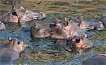 Kenya, Masai Mara, Narok County. A group of hippos wallow in the Mara River.