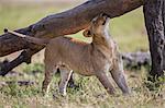 Kenya, Masai Mara, Narok County. A lion cub rubs its head against a fallen tree trunk in Masai Mara National Reserve.