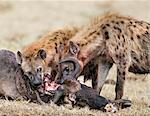 Kenya, Masai Mara, Narok County. Spotted hyenas feast on a wildebeest in Masai Mara National Reserve.