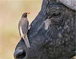 Kenya, Masai Mara, Narok County. A Yellow-billed Oxpecker perches on the face of a Cape Buffalo in Masai Mara National Reserve.