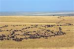 Kenya, Masai Mara, Narok County. Large columns of Wildebeest wind across the grassy plains of Masai Mara National Reserve during their annual migration.