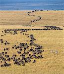 Kenya, Masai Mara, Narok County. Large columns of Wildebeest wind across the grassy plains of Masai Mara National Reserve during their annual migration.