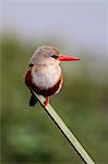 Kenya, Masai Mara, Narok County. A Grey-headed Kingfisher.