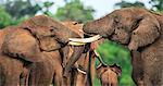 Kenya, Nyeri County, Aberdare National Park. Bull elephants sparring at a saltlick in the Aberdare National Park.