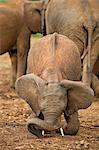 Kenya, Nyeri County, Aberdare National Park. An African elephant loosening soil with its tusks at a saltlick in the Aberdare National Park.