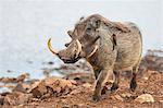 Kenya, Nyeri County, Aberdare National Park. A male warthog with a red-billed Oxpecker on its flank at a saltlick in the Aberdare National Park.