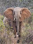 Kenya, Laikipia County, Laikipia. A female elephant with raised head and outstretched ears warns visitors not to approach any closer.