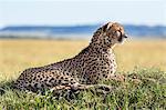 Kenya, Narok County, Masai Mara. A cheetah keeps watch for the movement of antelopes on a termite mound. These predators have excellent eyesight.