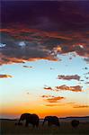 Kenya, Narok County, Masai Mara. Elephants silhouetted against a beautiful sky at sunset.