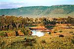 Kenya, Narok County, Masai Mara.  A view of the Mara River with a bloat of hippos from a hot air balloon.