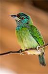 Laos, Ban Sob Jaem, Oudomxay Province. A juvenile Blue-eared barbet.