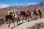 Nepal, Mustang. Pack ponies carrying bags and supplies between Lo Manthang and Dhi.