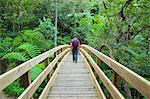 Man walking across footbridge on Waiomu Kauri Grove trail, Thames, Coromandel Peninsula, North Island, New Zealand (MR)
