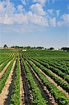 Vineyards. Palmela, Portugal