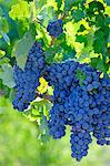 Grapes ready for the harvest. Lau, Palmela. Portugal