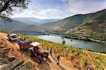 Grapes harvest along the Douro river, near Covelinhas. Alto Douro, a Unesco World Heritage Site, Portugal