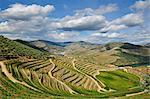 Terraced vineyards along the Douro river during the grapes harvest. Ervedosa do Douro, A Unesco World Heritage Site, Portugal