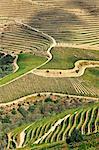 Terraced vineyards along the Douro river during the grapes harvest. Ervedosa do Douro, A Unesco World Heritage Site, Portugal