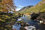 Birch trees at the Glacier Valley of Zezere river. Serra da Estrela Nature Park, Portugal