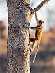 Uganda, Kidepo. A Patas monkey in the Kidepo Valley National Park    a park which covers 1,436 sq km of spectacular wilderness in northeast of Uganda, bordering Southern Sudan.