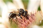 Close-up of European Honeybee (Apis mellifera) on Flower in Summer, Upper Palatinate, Bavaria, Germany