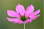 Close-up of a Garden cosmos or Mexican aster (Cosmos bipinnatus) in summer, Upper Palatinate, Bavaria, Germany