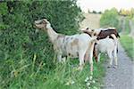 Group of Boer goat outdoors in summer, Upper Palatinate, Bavaria, Germany