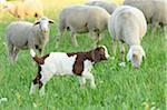 Group of Sheep (Ovis aries) and a Boer goat kid outdoors in summer, Uppre Palatinate, Bavaria, Germany