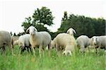 Flock of sheeps (Ovis aries) on a meadow in summer, Upper Palatinate, Bavaria, Germany