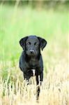 Mixed Black Labrador Retriever standing in a field in summer, Upper Palatinate, Bavaria, Germany