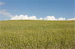 Wheat field, Val d'Orcia, Italy