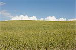 Wheat field, Val d'Orcia, Italy