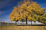 Maple tree in field, Quebec, Canada