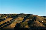 Douro Valley, Portugal