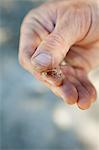 Man holding imitation fly for fishing, Colorado, USA