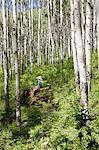 Woman riding horse through forest, Colorado, USA