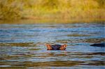 Hippo, Zambezi River, Zambia, Africa