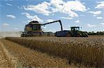 Thresher harvesting wheat